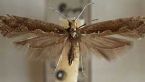 Krtek v bytě: prostředky boje a opatření prevence